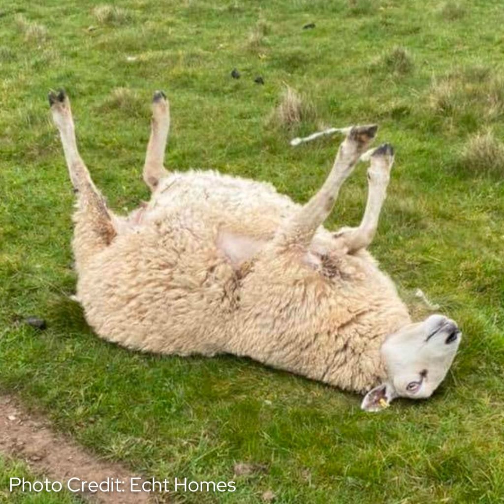 cast-sheep-and-how-you-can-help-discover-thame-thame