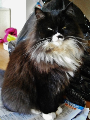 Mabel the cat who has been missing from her Thame home since February 1, 2014