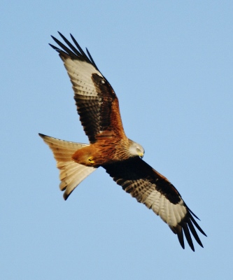 Image: Classic Kite (copyright Gerry Whitlow)