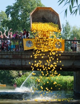 The ducks are tipped into the river Thame ready to race. Image - Nick White 2014