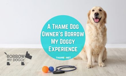 Borrow My Doggy Experience