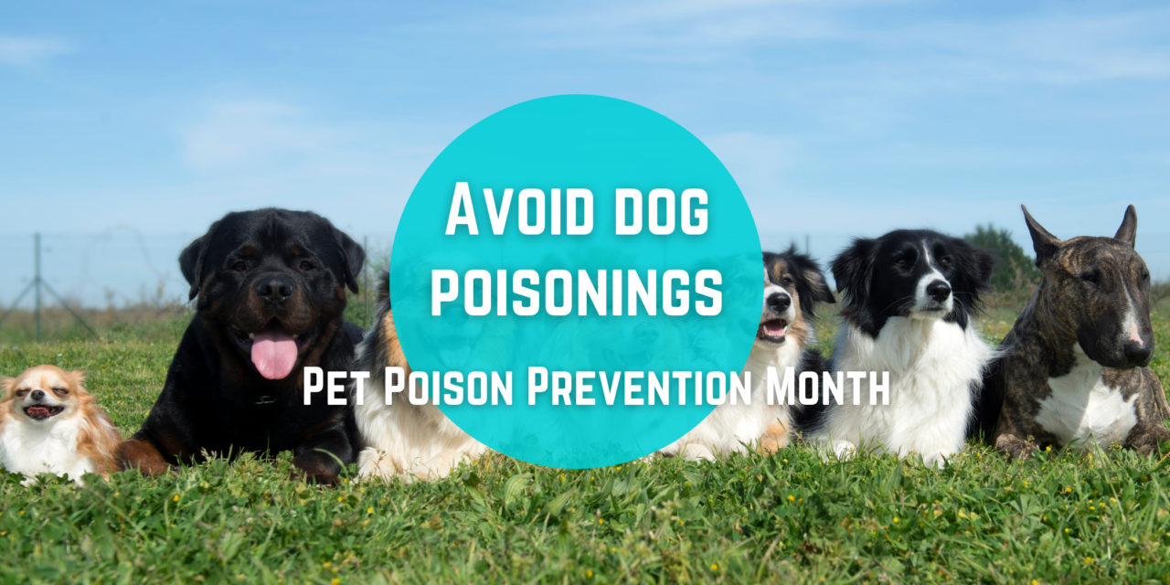 Avoid dog poisoning through awareness and care