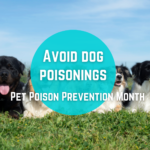 Avoid dog poisoning through awareness and care