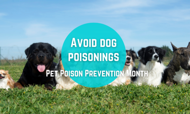 Avoid dog poisoning through awareness and care